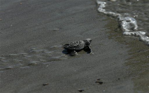 A baby olive ridley sea turtle